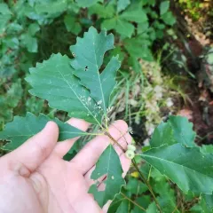 dwarf chinkapin oak thumbnail 1