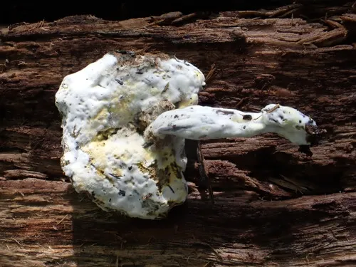 Sepedonium laevigatum