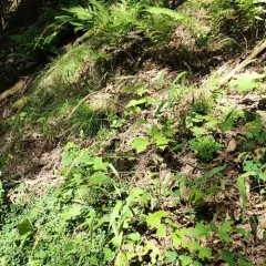 Long-awned Wood Grass thumbnail 4