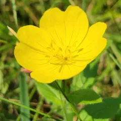 meadow evening primrose thumbnail 5