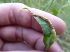 Saltbush Leaf-Fold Aphid thumbnail 3