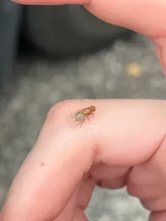 Minettia flaveola thumbnail 3
