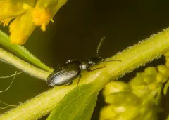 Lebia pumila thumbnail 3