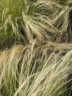 Mexican feathergrass thumbnail 4
