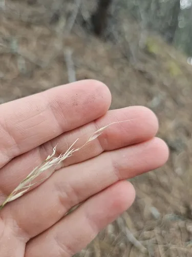 tall trisetum