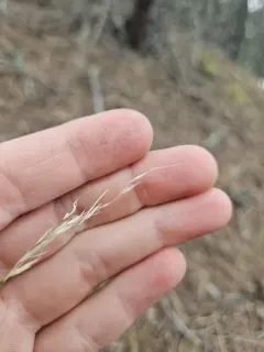 tall trisetum thumbnail 1