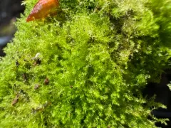 Blepharostoma arachnoideum thumbnail 3