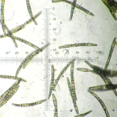 Trichoglossum farlowii thumbnail 4