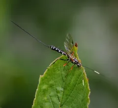 Rhyssa lineolata thumbnail 4