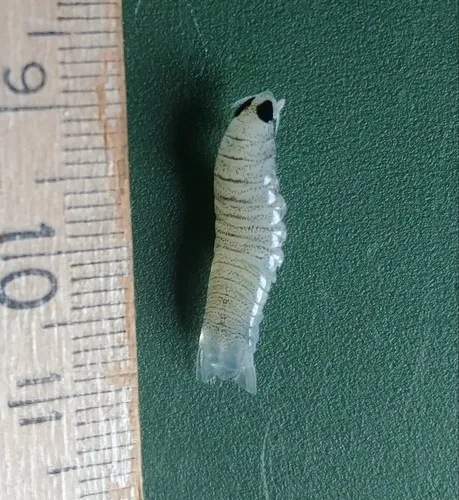 Anilocra acuta