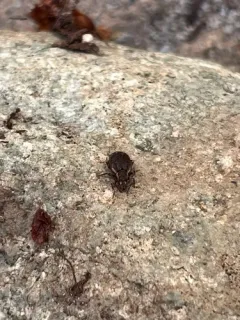 Nemocestes puncticollis thumbnail 2