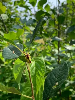 Monema flavescens thumbnail 3