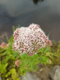 hemp agrimony thumbnail 4