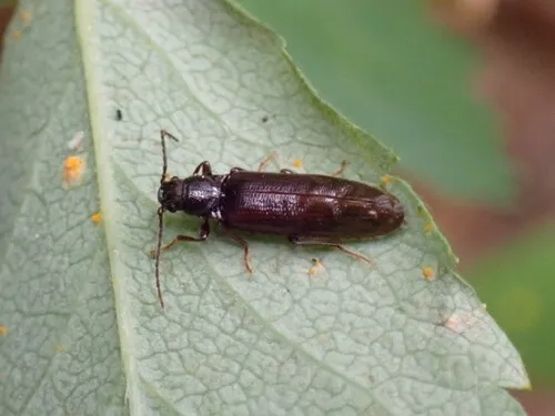 Variable Click Beetle