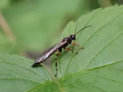 Schizopyga frigida thumbnail 4
