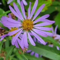 Douglas' Aster thumbnail 4