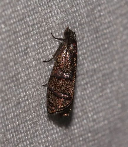 Eastern Pine Seedworm Moth