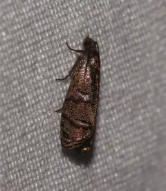 Eastern Pine Seedworm Moth thumbnail 1