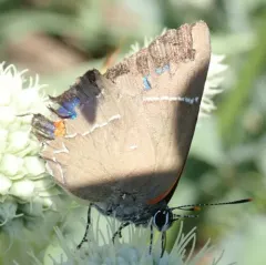 White M Hairstreak thumbnail 2