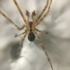 Cave spider thumbnail 2