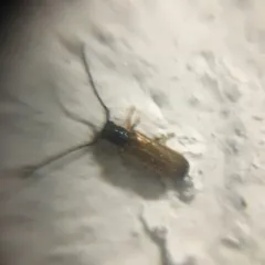 Plum Beetle thumbnail 3