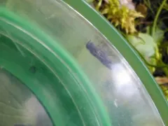 Bedstraw Sawfly thumbnail 1