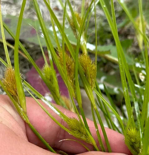 many-headed sedge