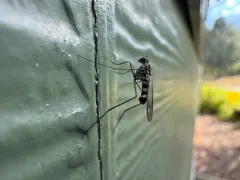 Liancalus similis thumbnail 2