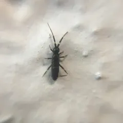 Belted Springtail thumbnail 2