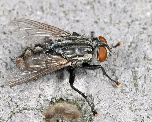 Sarcophaga sarracenioides
