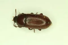Uloma longula thumbnail 2
