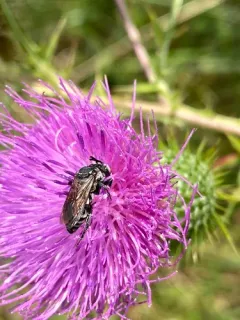 Thistle Longhorn-Cuckoo thumbnail 4