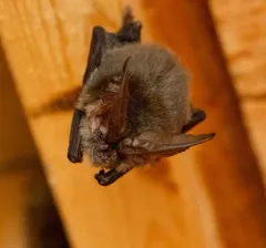 Townsend's Big-eared Bat thumbnail 2