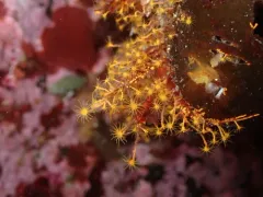 Orange Hydroid thumbnail 3