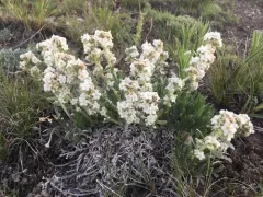 Mountain Cryptantha thumbnail 2