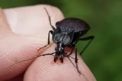 Large-thoraxed Snail-eating Beetle thumbnail 2