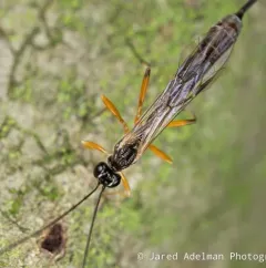 Rhyssella nitida thumbnail 3