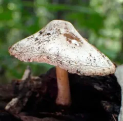 Pluteus leucoborealis thumbnail 3