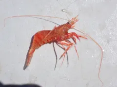 Shortscale Eualid thumbnail 4