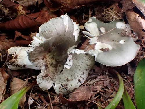 Russula atroglauca