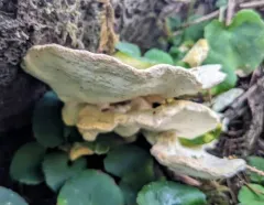 Calcipostia guttulata thumbnail 4