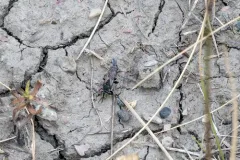 Tachytes pennsylvanicus thumbnail 3