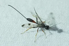 Pristaulacus strangaliae thumbnail 3