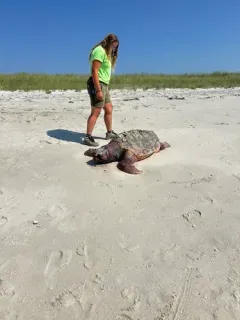 Loggerhead Sea Turtle thumbnail 2