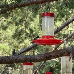 Black-chinned Hummingbird thumbnail 3