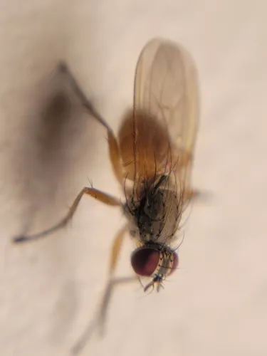 Coenosia mollicula