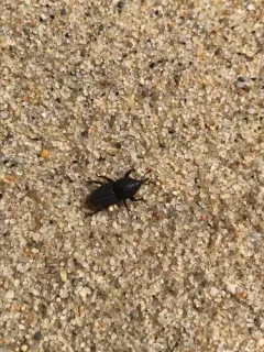 Sphenophorus necydaloides thumbnail 3