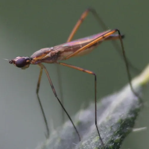 Micropeza lateralis
