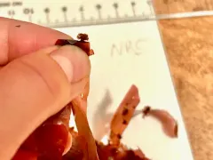 Gonimophyllum skottsbergii thumbnail 2