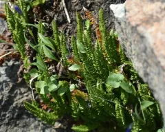 Lemmon's holly fern thumbnail 4